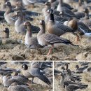 흰이마기러기(Anser erythropus Lesser White-fronted Goose) 이미지