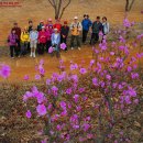 80회 일요걷기 원미산 진달래 축제를 갑니다, 이미지