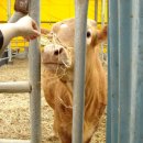 샬롬농장 이미지