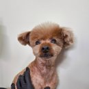 청수동물약국 | 안양 애견 미용 올리브멍, 1년 365일 1만원 할인 행사 진행 중!