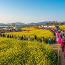 창녕-이방-창녕센터-12 | 2026 창녕 낙동강 유채축제 완벽 가이드 | 남지유채꽃 맛집·주차·꿀팁 총정리