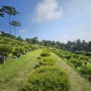 평화통일목장 | 경기도 수목장의 나무 종류와 묘목 선택 팁