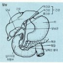 4) 解剖生理學 / 담낭(gall bladder) 이미지