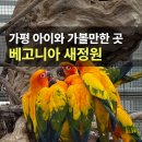 베고니아 | 가평 베고니아새정원 입장권 할인 후기 아이와 가볼만한곳