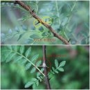 산초식당 이미지