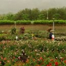 장성 꽃 화원 이미지