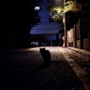 낭만고양이 - 서초구 사평대로20길 58 | 낭만고양이