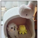 퍼피애견샵 이미지