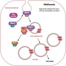 Re: cell death의 다양성과 복잡성 2023 historical review ..nature... 이미지