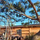 여명식당 이미지