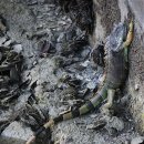 이구아나 이미지