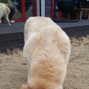 랩도그빌 이미지