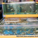 광어9900 이미지