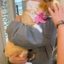 🐈 강남 고양이 무마취 미용+목욕+호텔 완벽한 케어가 가능한 블랙스완 재방문 후기