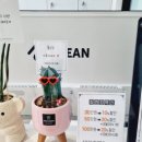 라세나헤어