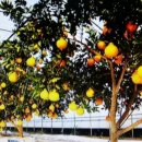 시안농장 이미지