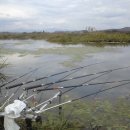 금호강영천 이미지