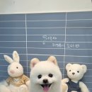 오마이멍멍 이미지