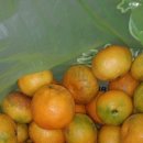 삼춘네민박 이미지