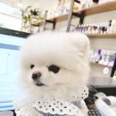 텐시퍼피 이미지