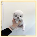 퍼피루미강아지분양애견샵양주 | 동두천에서 비숑 분양받은 후기, 퍼피에몽에서의 특별한 경험