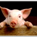 황금돼지 이미지