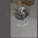 꿀강아지 테리하우스 네이버블로그