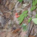 석산약바람산촌생태마을 이미지