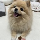 화식농장1 | 집밥 느낌 수제사료 그린밀 치킨포독 소프트 후기