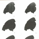 댕집사장 포메라니안 이미지