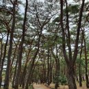 운문로컬푸드 | 운문사의 봄, 운문산 생태탐방로 솔바람길