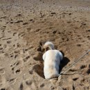 바다가 좋아 이미지