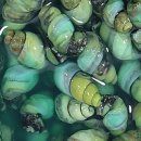 자연산다슬기탕전문 이미지