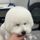 멍도레 이미지