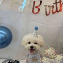 놀러오개 애견유치원 애견호텔 에버랜드점 이미지