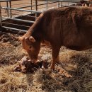 서산 팔봉산 목장 이미지