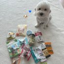 유어러블 | 강아지 수제간식 광주 24시 반려동물 용품 위글리펫 계림점
