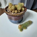 황금사