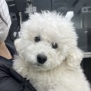 장승준동물치과병원 이미지