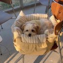 아투스 | 내돈내산 강아지 이동가방 후기 - 아투스모멍트 파르티르펫백