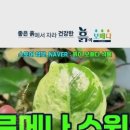 흙이보배다식물