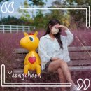 임고면주민센터 | 경북 영천 아이랑 가볼만한곳 핑크뮬리 가득한 운주산 승마 자연휴양림