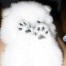 멍멍이발바닥 이미지