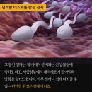 여자 면역력 박살내서 완성하는 시험관 이미지