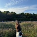 드림파크 | 2025 드림파크 국화축제 후기 및 주차안내