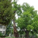 계산동 은행나무 이미지