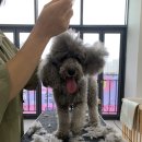 윌리하니 그루밍 이미지