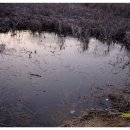 장천소한마리 이미지