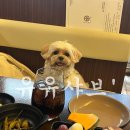 (구월동애견동반식당) 샤브 육수가 끝내줘요 유유샤브