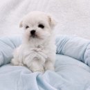 미유펫 강아지고양이 수원점 이미지